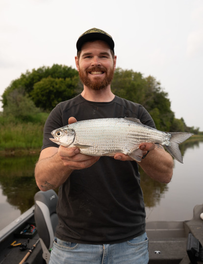 Goldeye
