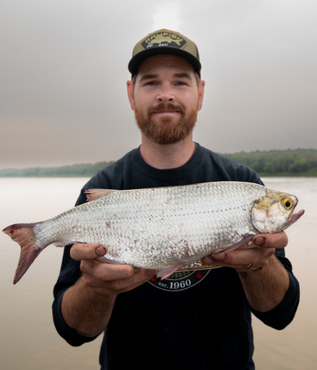Goldeye