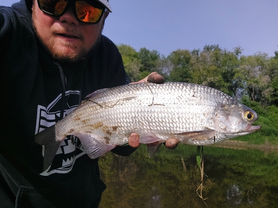 Goldeye