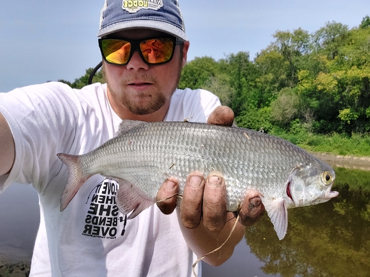 Goldeye
