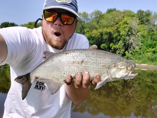 Goldeye