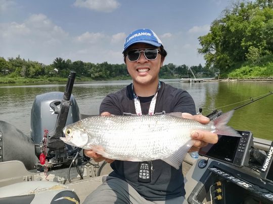Goldeye