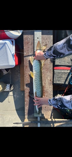 Muskellunge