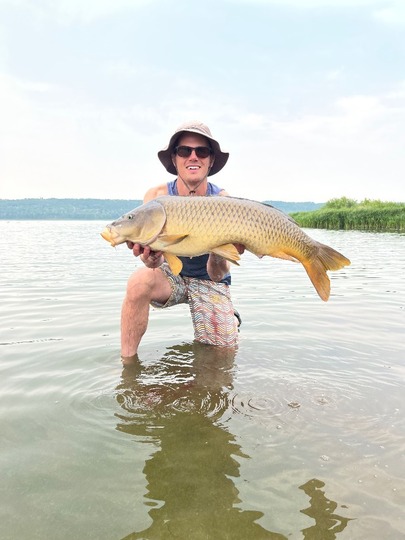 Common Carp