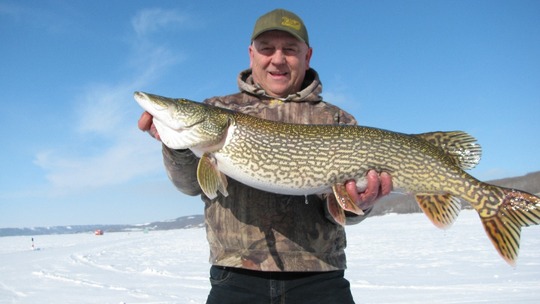 Northern Pike