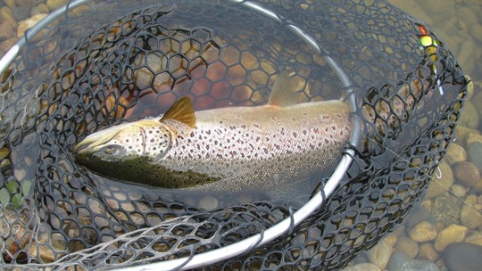 Brown Trout