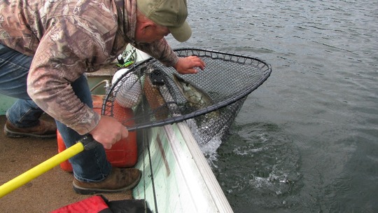 Muskellunge