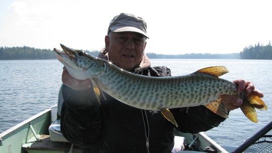 Muskellunge