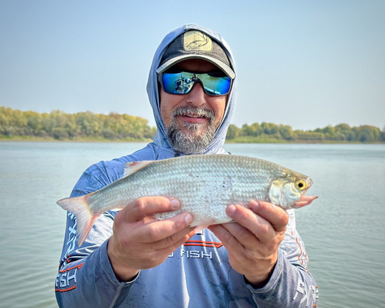 Goldeye
