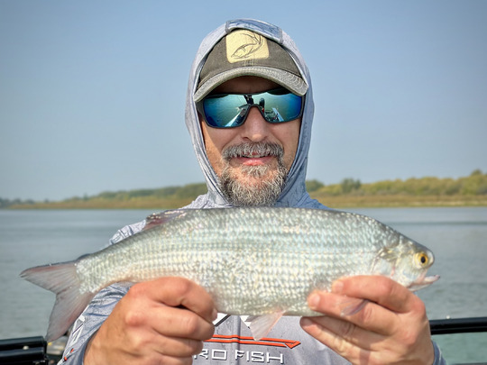 Goldeye
