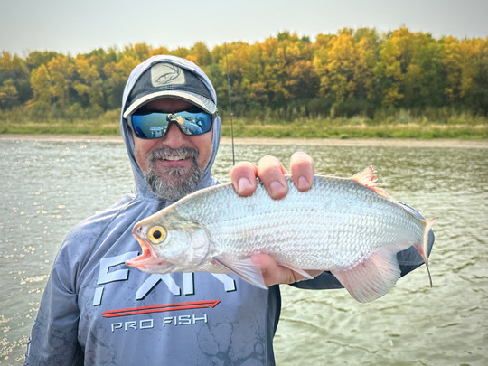 Goldeye