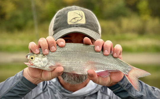 Goldeye