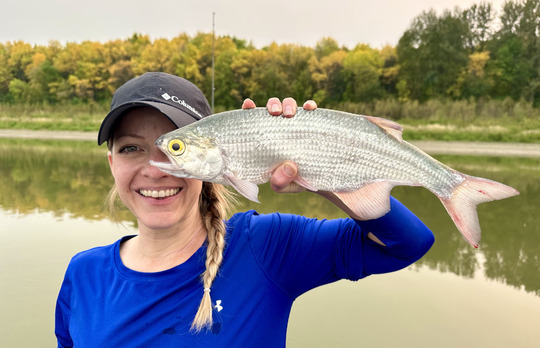 Goldeye