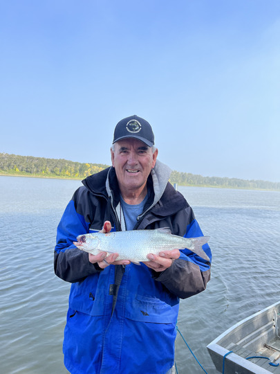Goldeye