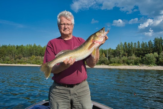 Walleye