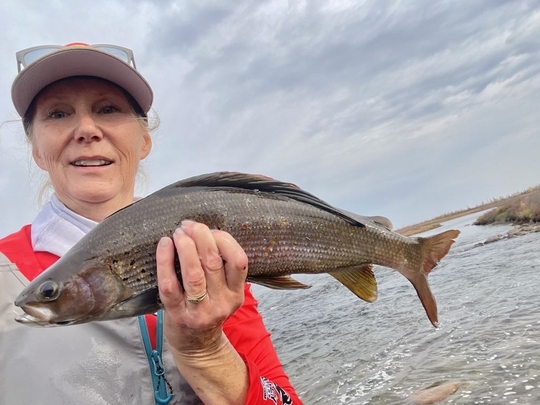 Arctic Grayling