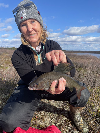 Arctic Grayling