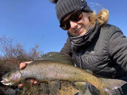 Arctic Grayling
