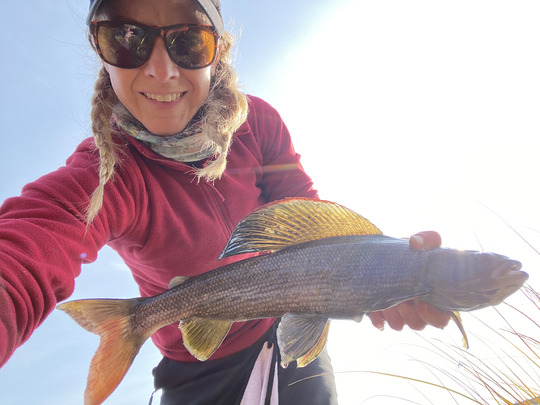 Arctic Grayling