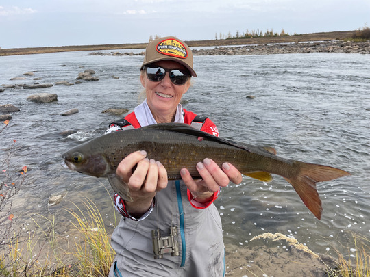 Arctic Grayling