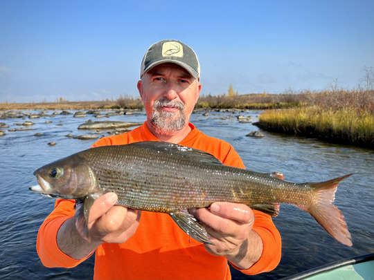 Arctic Grayling