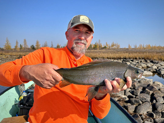 Arctic Grayling