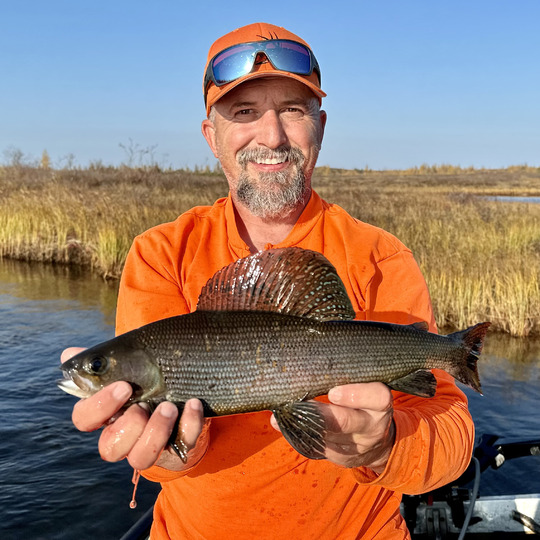 Arctic Grayling
