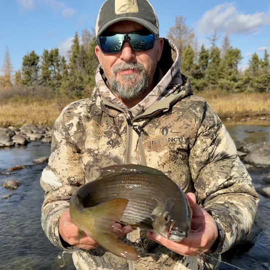 Arctic Grayling