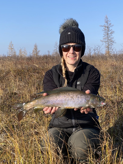 Arctic Grayling