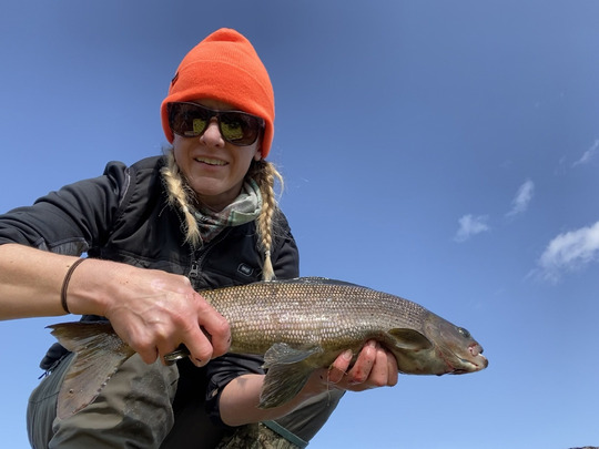 Arctic Grayling