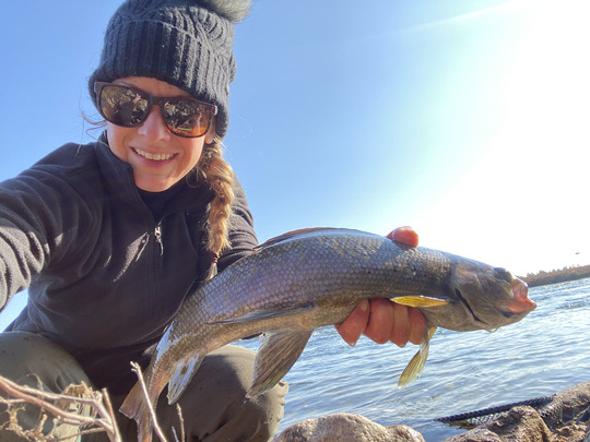 Arctic Grayling