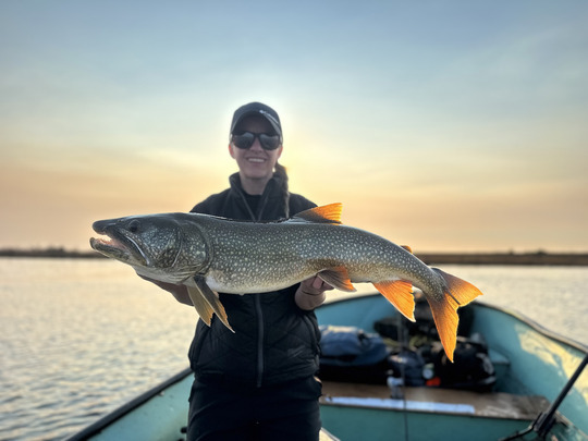 Lake Trout