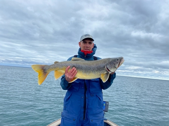 Lake Trout