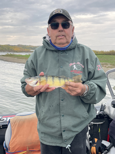 Yellow Perch
