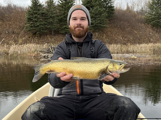 Tiger Trout