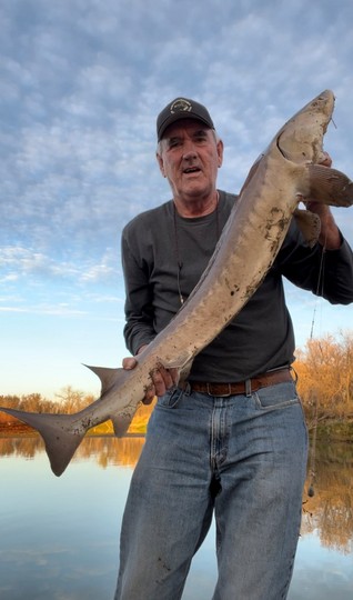 Lake Sturgeon