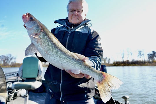 Walleye