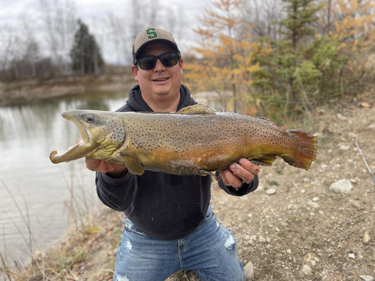 Brown Trout