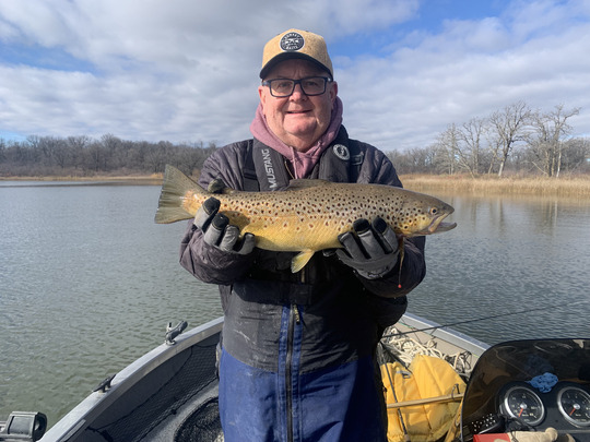 Brown Trout