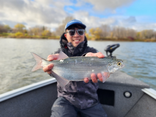Goldeye