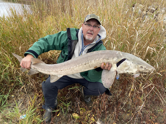 Lake Sturgeon