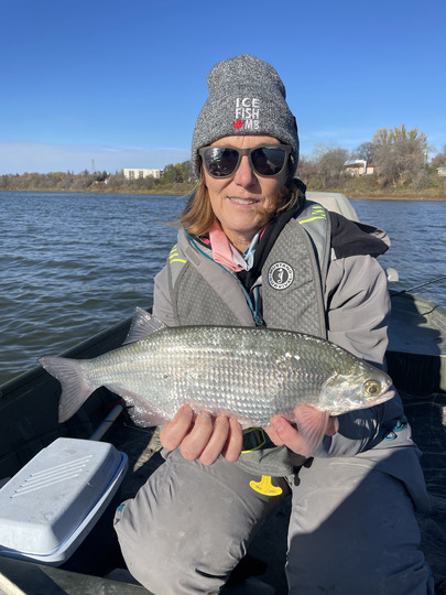 Goldeye