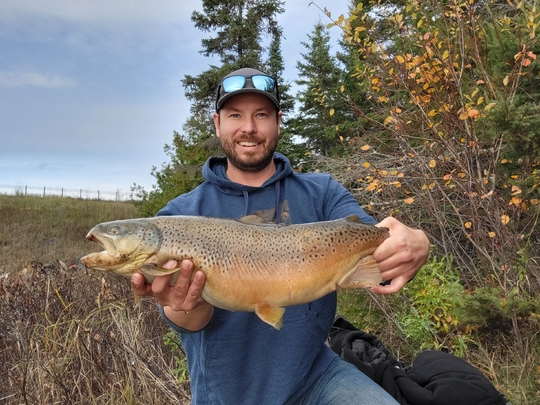 Brown Trout