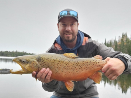Brown Trout