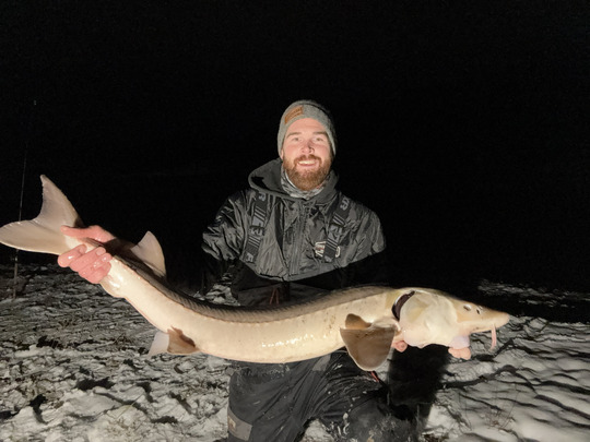 Lake Sturgeon