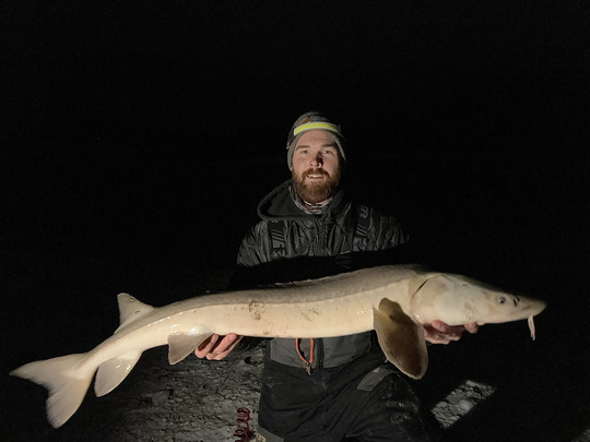 Lake Sturgeon