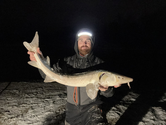 Lake Sturgeon