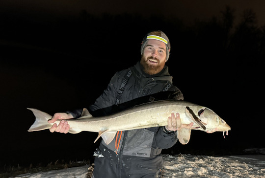 Lake Sturgeon