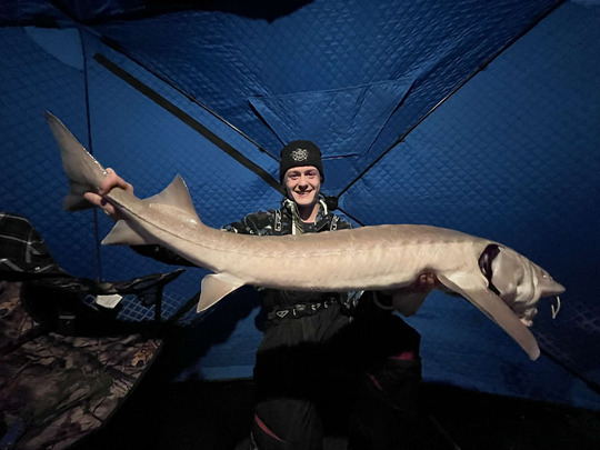 Lake Sturgeon