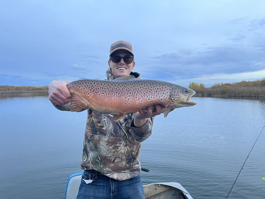 Brown Trout